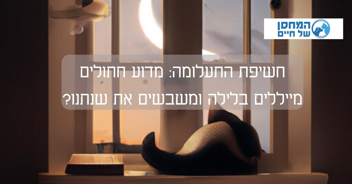 מדוע חתולים מייללים בלילה ומשבשים את שנתנו?